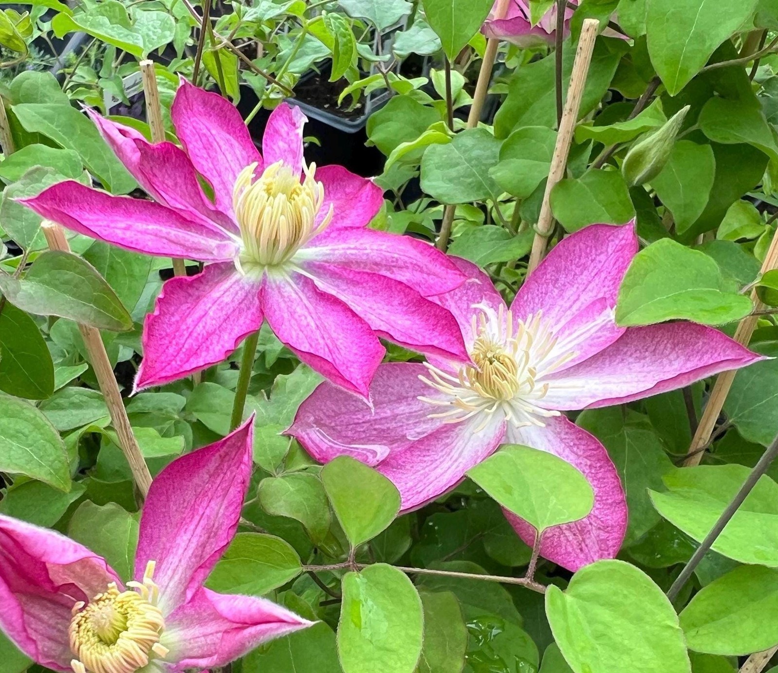1 “Asao” Clematis Starter Plant (Not Seeds) – US Seller
