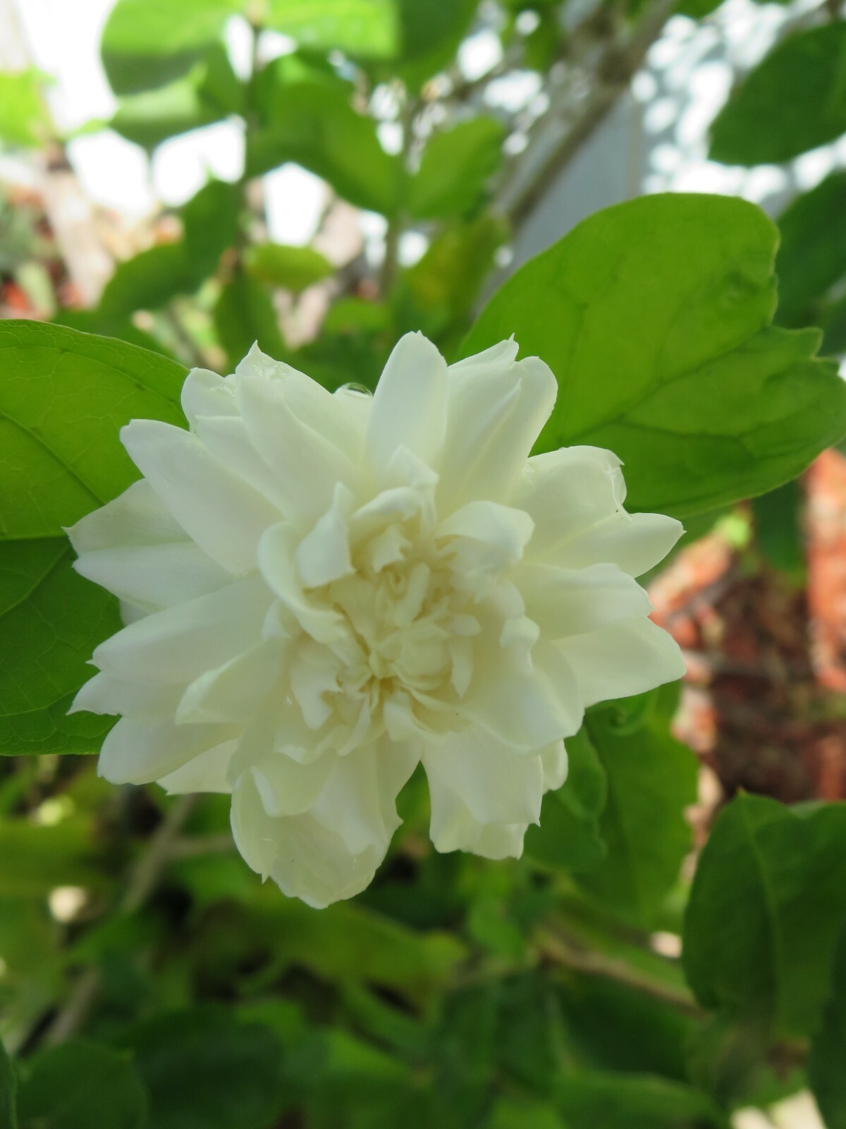 Grand Duke of Tuscany Jasmine Fresh Live 3 Unrooted Cuttings