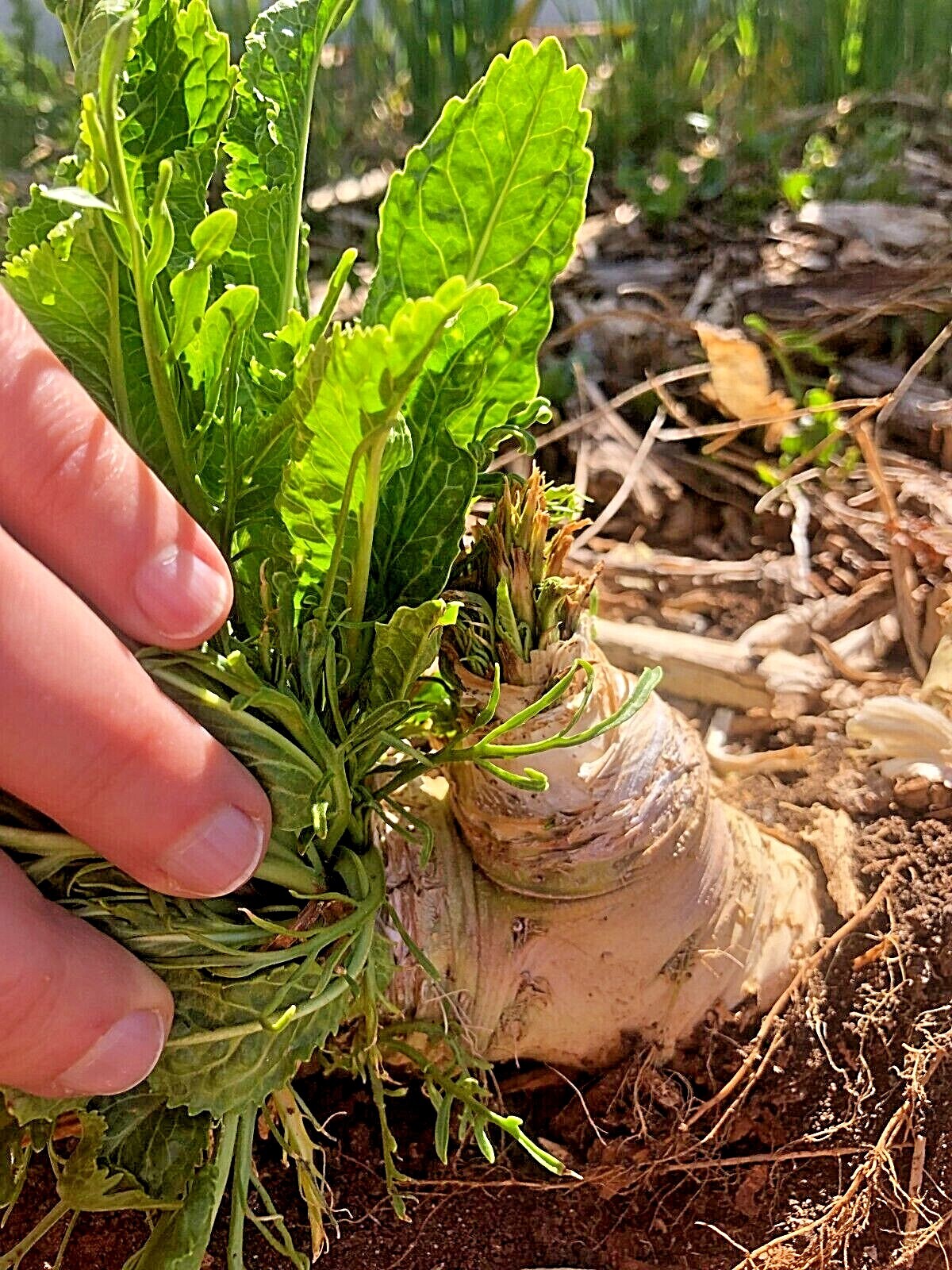 Organic Horseradish – Maliner Kren – Armoracia rusticana – Crowns and Roots