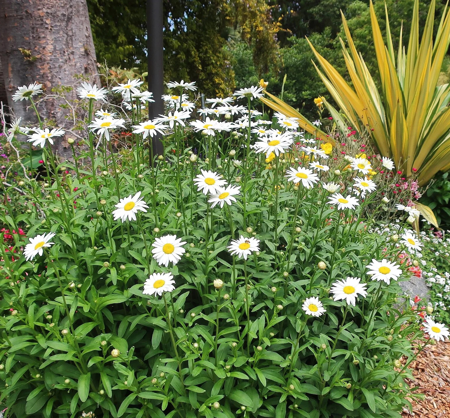 Shasta Daisy Seeds | Classic White Daisies Wildflower Perennial Flower Seed 2025