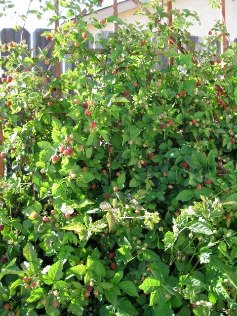 1 Boysenberry Thornless Starter Plug Fruit Plant