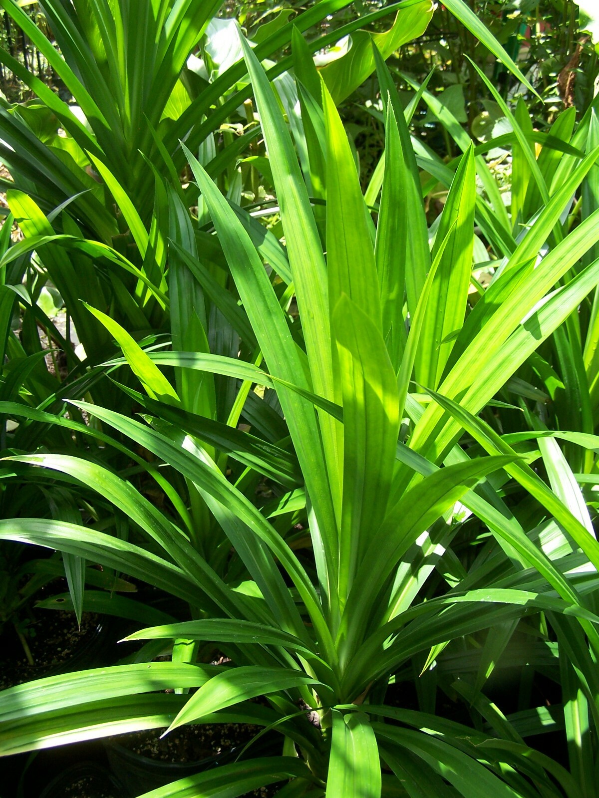 PANDANUS AMARYLLIFOLIUS/ PANDAN/ LA? D??A