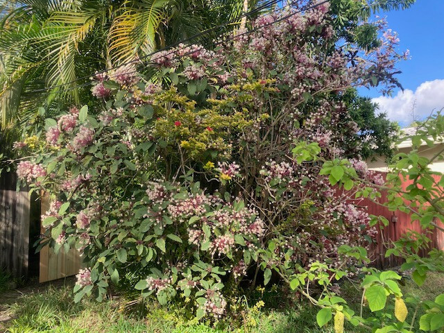 Starburst Clerodendrum – well rooted young seedling, sizes vary, without pot