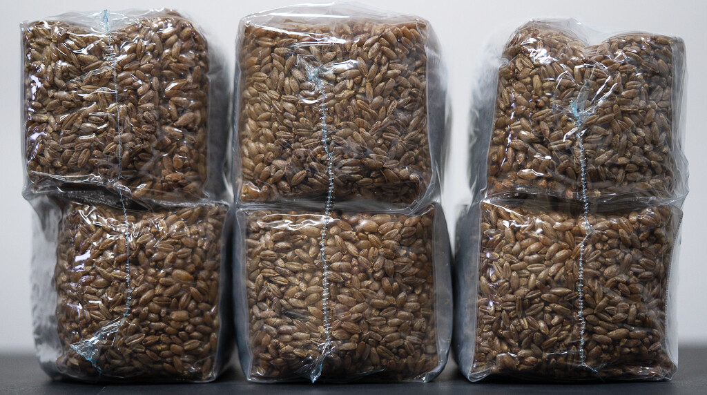 one pound sterilized rye grain bags with injection port mushroom substrate
