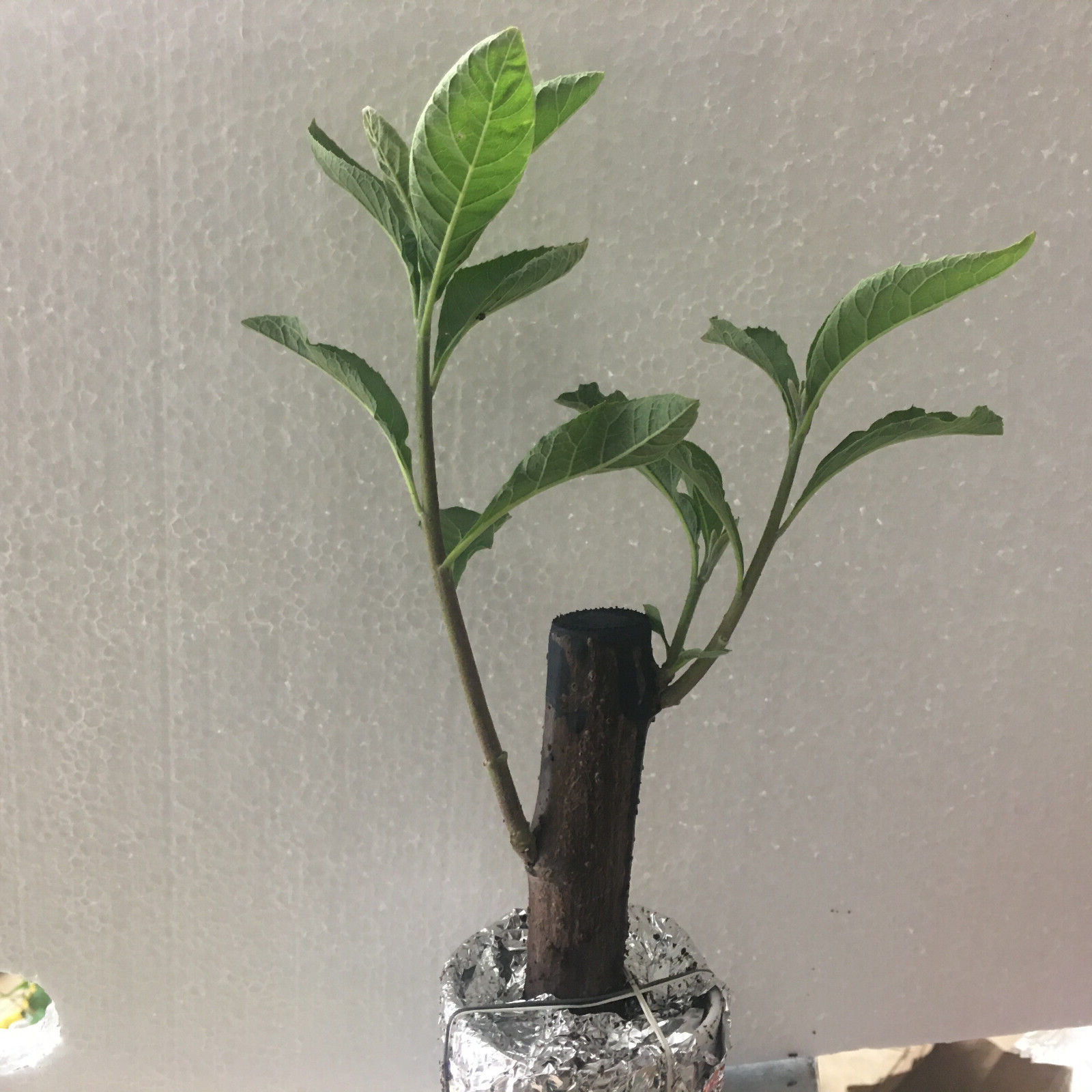 AFRICAN BITTER LEAF PLANT – VERNONIA AMYGDALIN, Medical Diabetes Live plant.