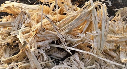 SUGARCANE BAGASSE