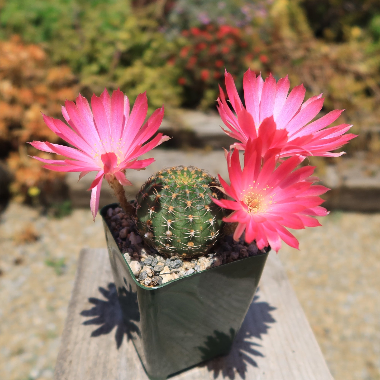 Lobivia winteriana cactus Cacti Succulent real live plant