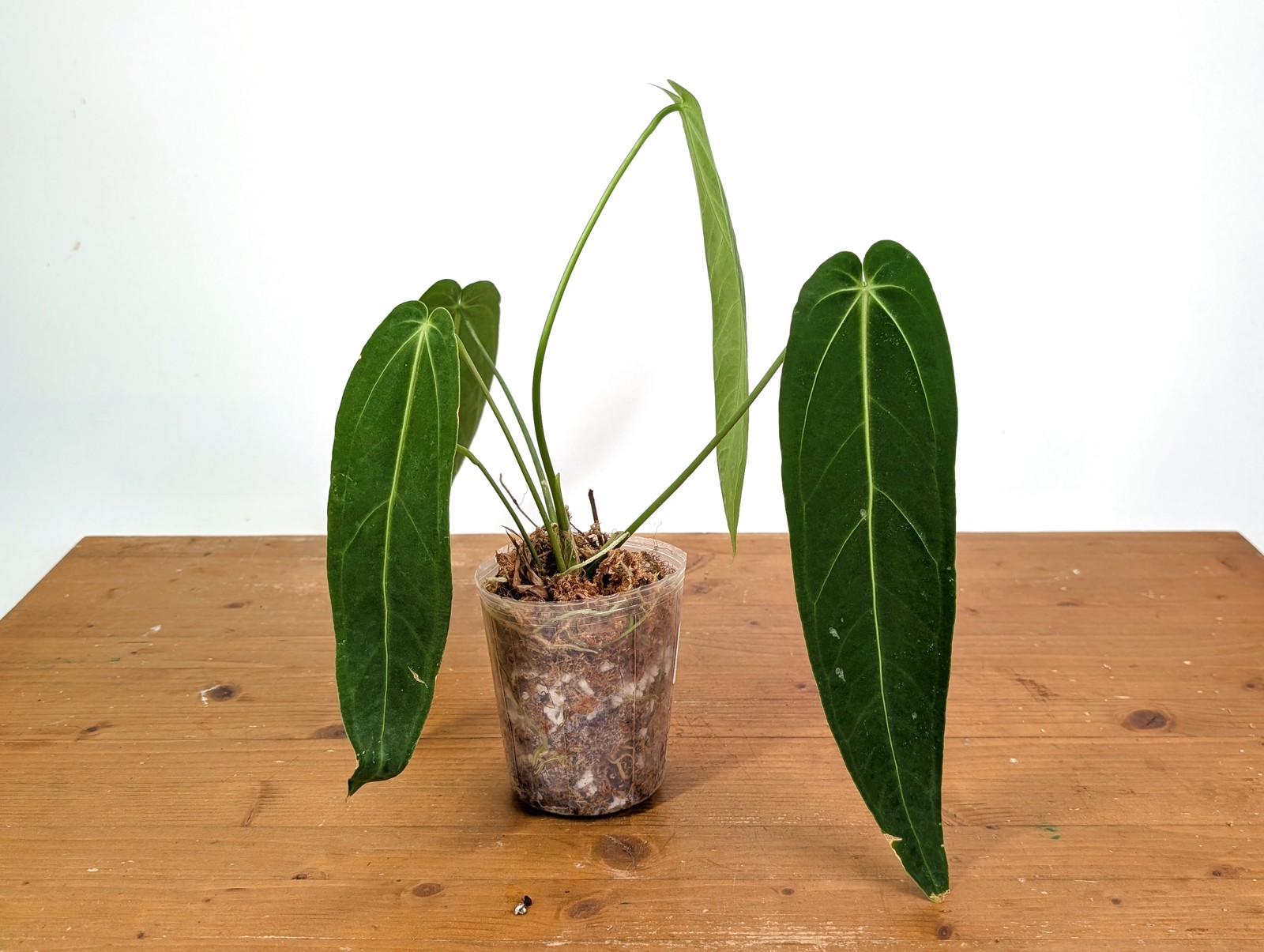 Anthurium Warocqueanum Narrow – Exact Plant #19C
