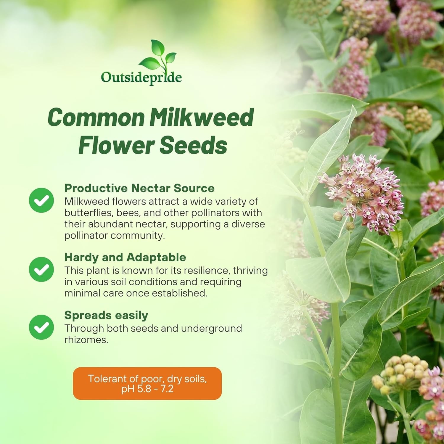 50 Seeds Common Milkweed Drought Resistant Asclepias Syriaca Plant Flower Seed