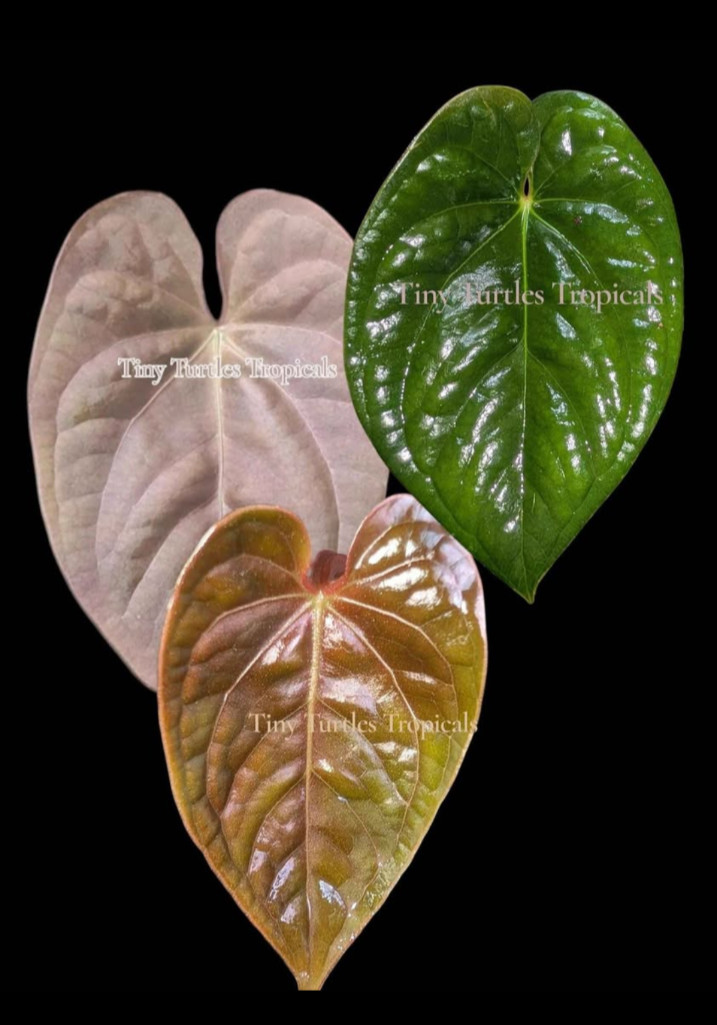 Anthurium Circus Peanuts two-leaf clone