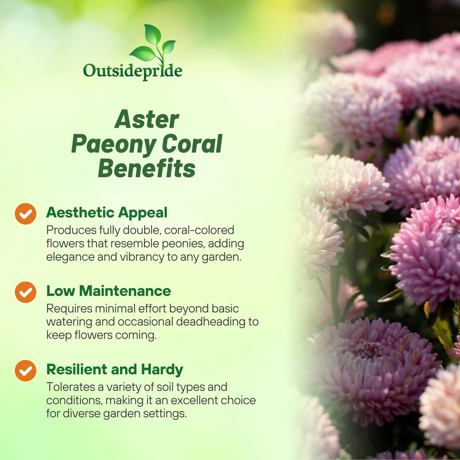 1000 Seeds Aster Seed – Aster Callistephus Tall Paeony Duchess Flower Seeds