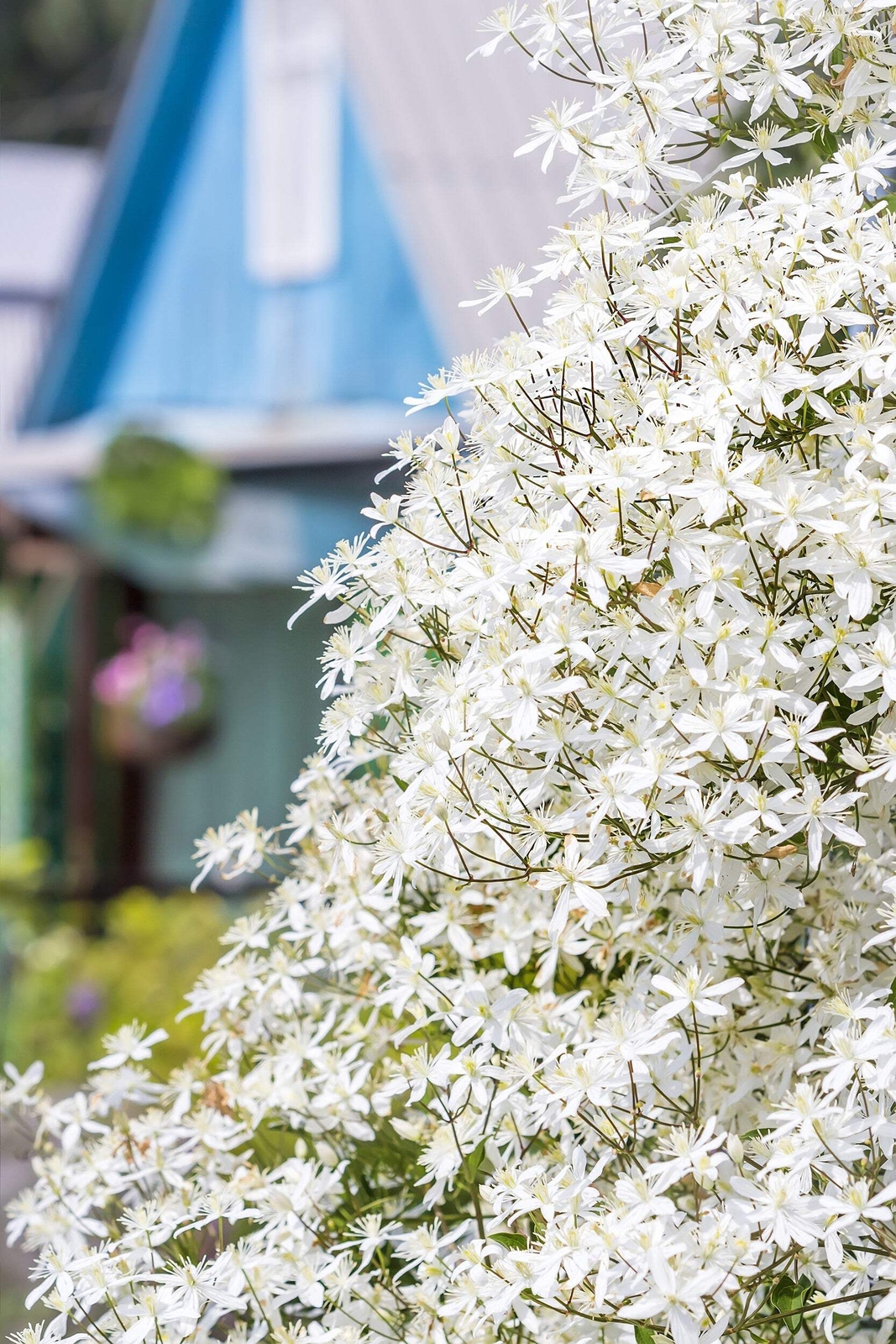 20 SWEET AUTUMN CLEMATIS Paniculata Fragrant Flower Vine Seeds