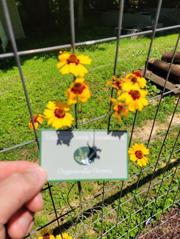 Plains Coreopsis Seeds Organic At Unique Creek Homestead Certified