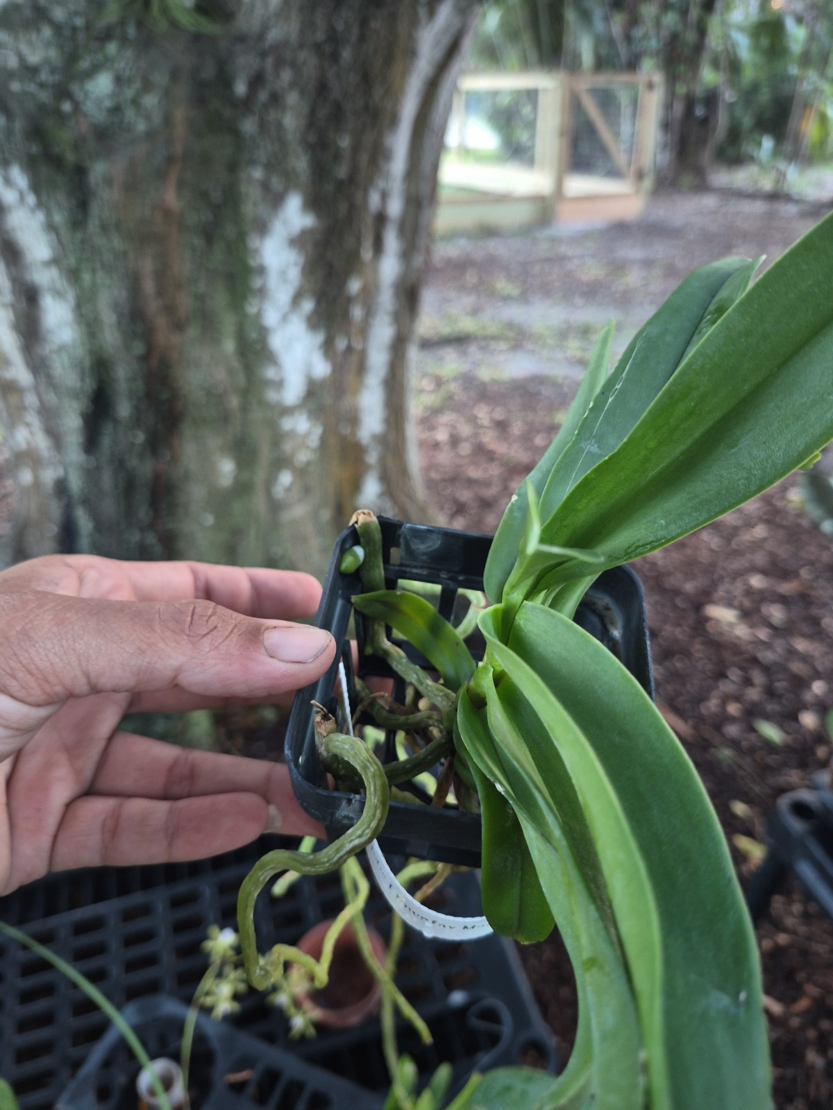 Vandachostylis Crownfox Magic Vanda Orchid Plant
