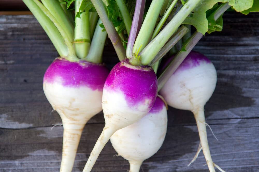 Purple Top Turnip Seeds for Planting – 1,000+ Seeds for Growing –