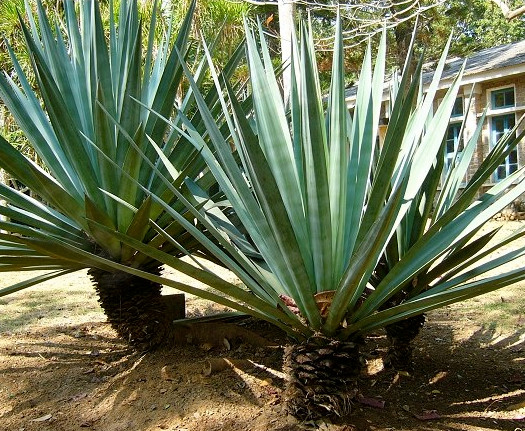(Agave sisalana) Seeds Rare “Century Plant” Exotic Succulent “Sisal” Cactus Tree