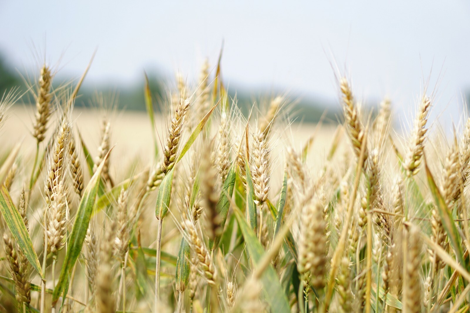 200 seeds -Starter Pack -Bunker Triticale Rye-Wheat -Cover Crop-Dried for Crafts