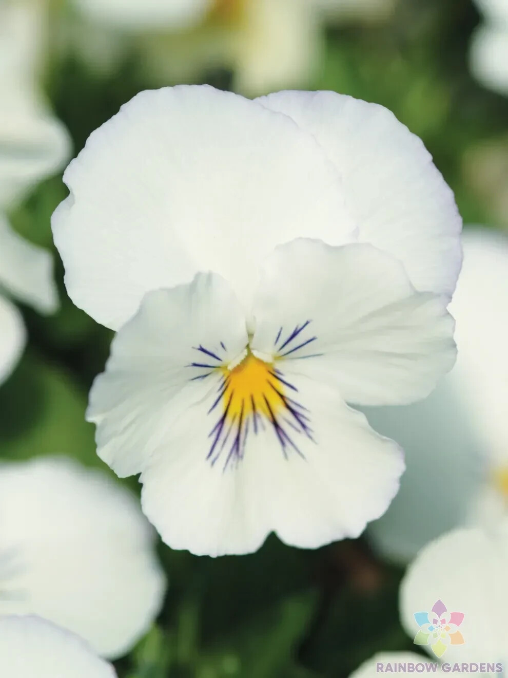 200+ Spreading Plentifall White Pansy (Viola) Seeds for Garden – FREE SHIPPING!