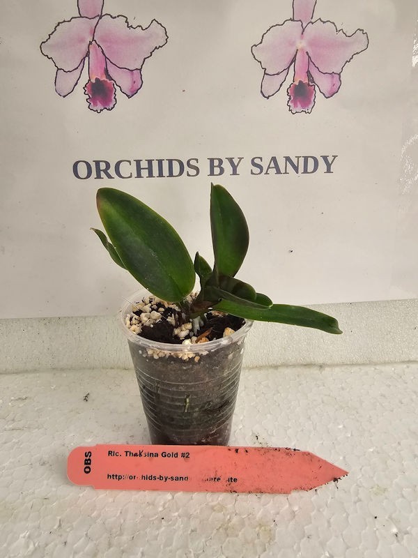 Cattleya Rlc Thaksina Gold #2 Live Orchid Plant 1C42