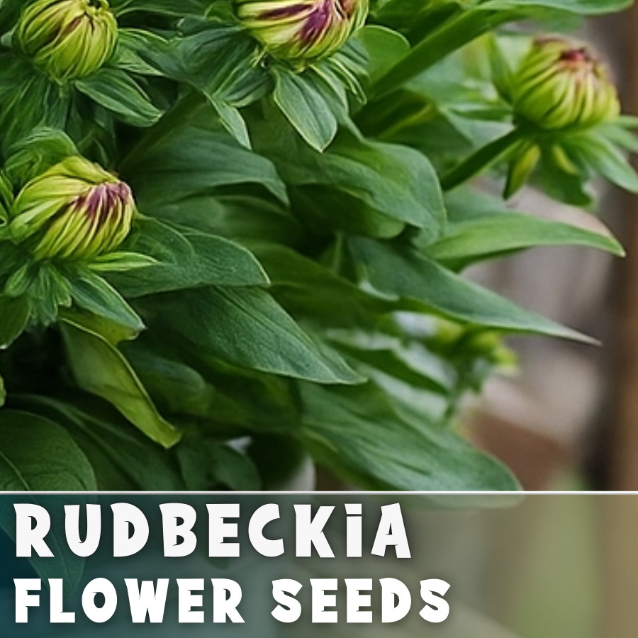 Moonlit Rudbeckia Seeds 125+ Seeds Annual Flower Seeds Garden