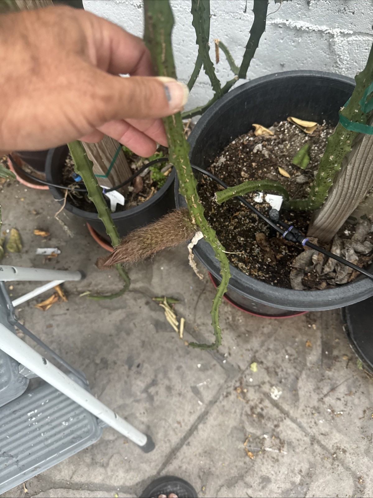 Mac Rare Dragon Fruit Cutting 8 to 12 inches