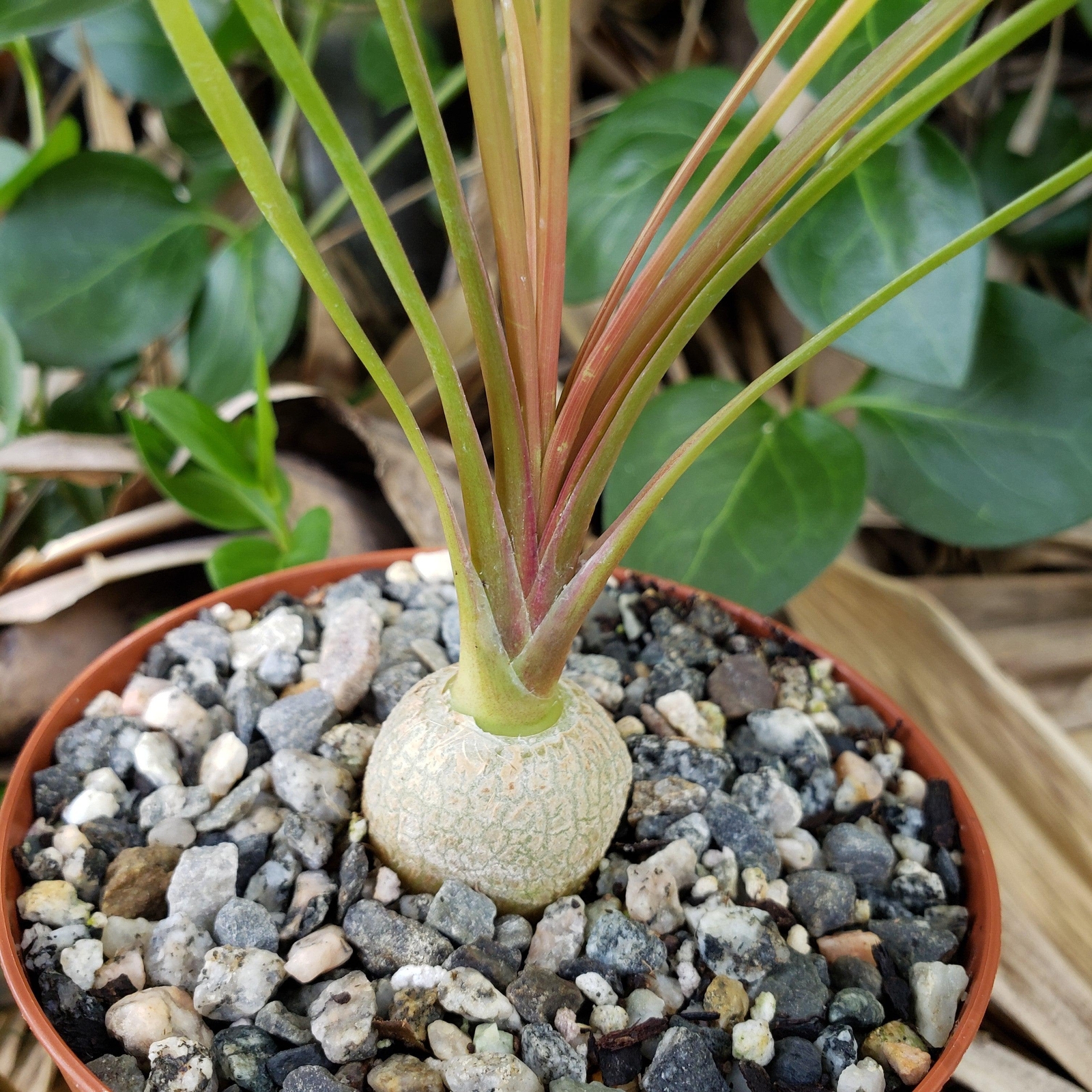 Ponytail palm ‘Beaucarnea recurvata’ cactus Cacti Succulent real live plant