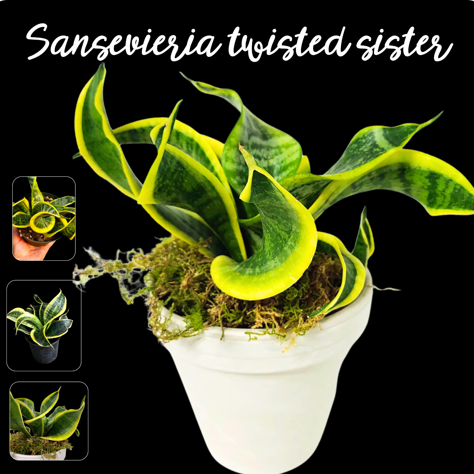 twisted sansevieria plant. snake plant in 6″ pot, potted plants, house plants