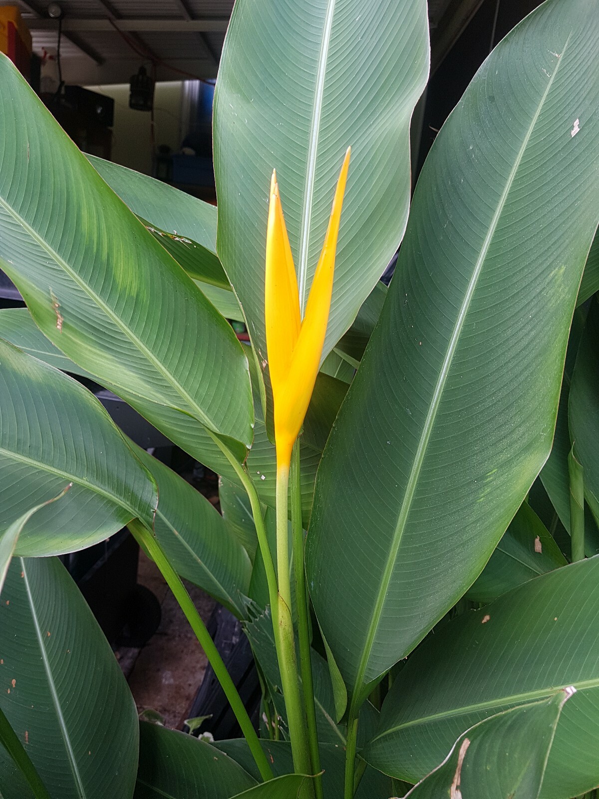 1 Heliconia Golden Torch Adrin Plant – Rhizome for Growing In Garden.