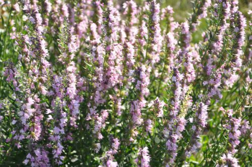 HYSSOPUS OFFICINALIS ROSE 100 SEEDS