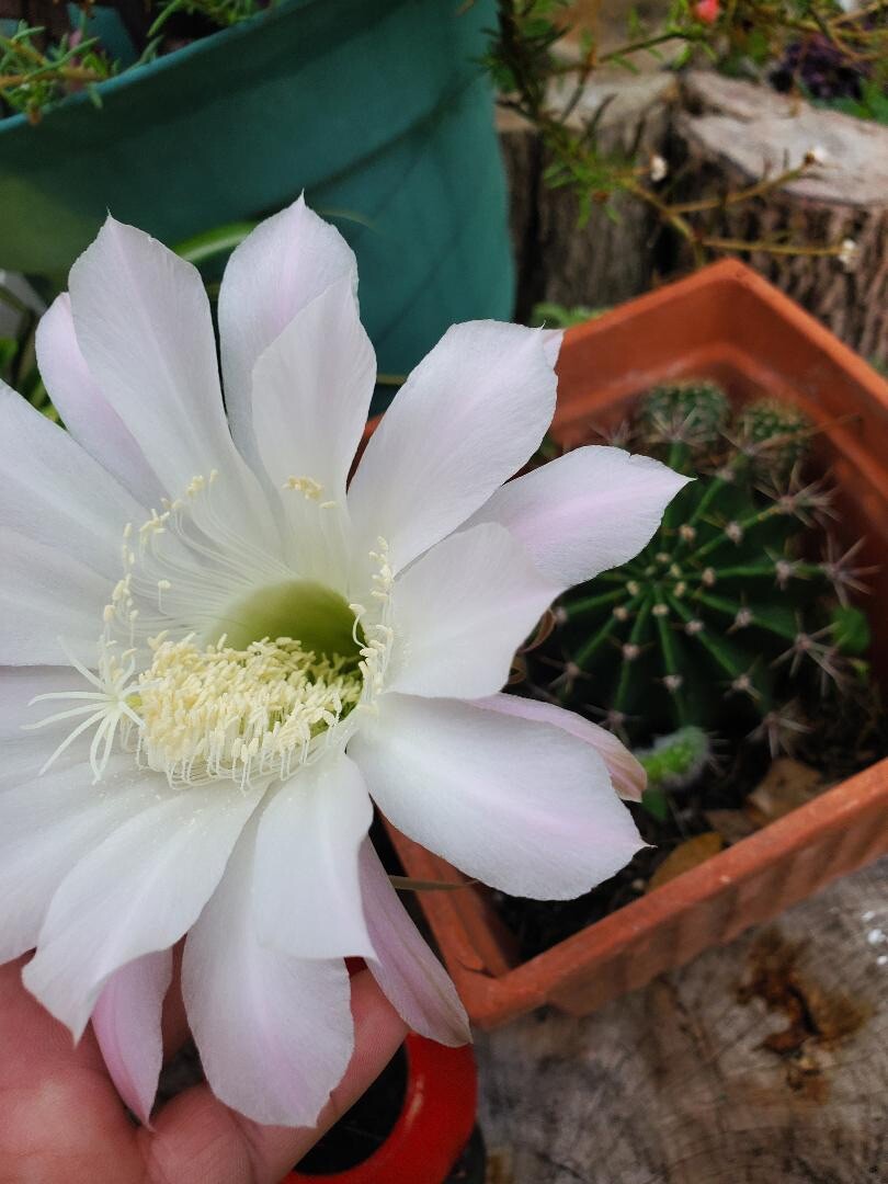 WHITE w/PINK Hedgehog Easter Lily Echinopsis Tubiflora Cactus – 1 Count