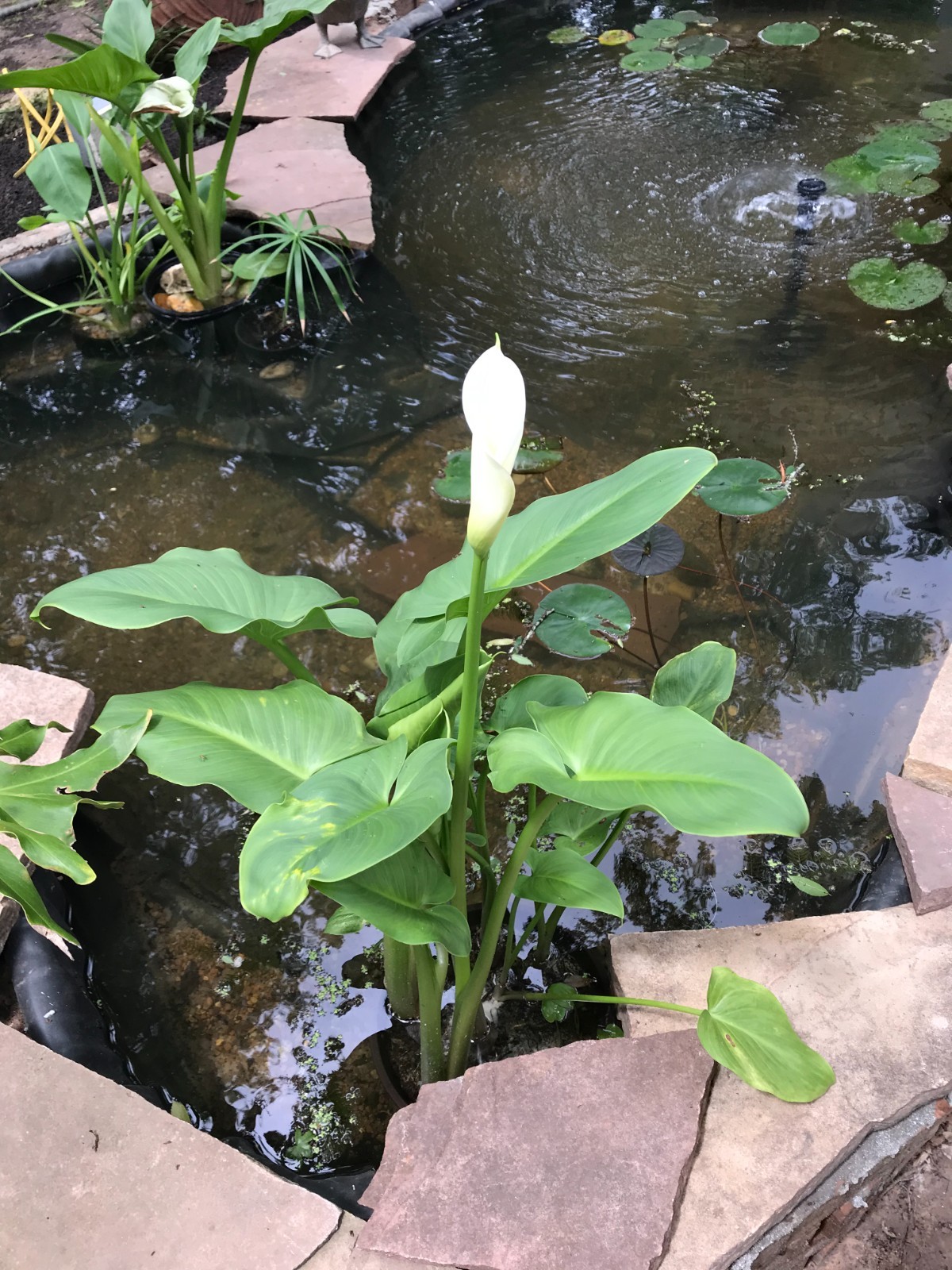 Beautiful Pond, Bog, Water Plant White Calla Lily Flowering Flowers 1 plant