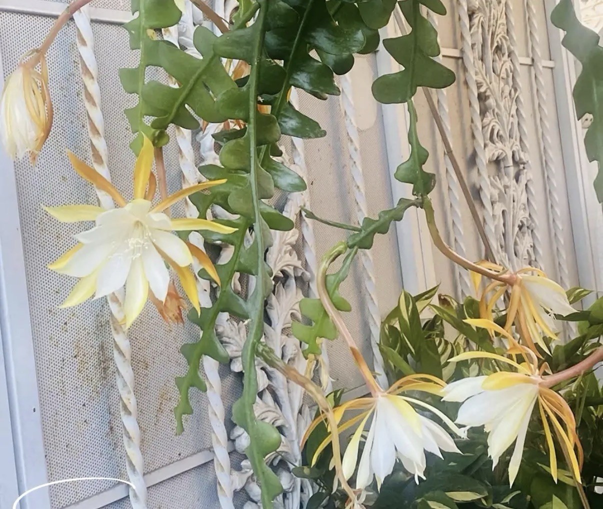 Epiphyllum Disocactus anguliger Yellow White Orchid Cactus Species 4.5” Pot