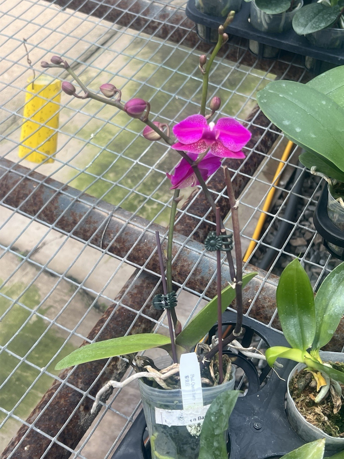 Phalaenopsis Queen Barry