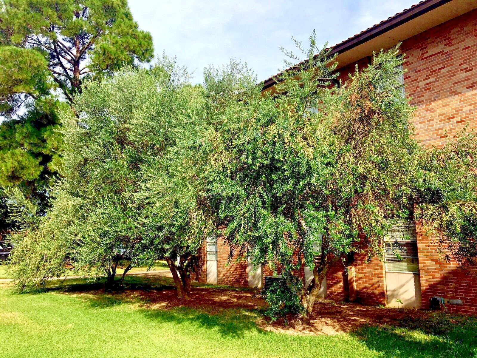 10 CANINO OLIVE TREE SEEDS (Olea europaea) European Common Edible Fruit Plant