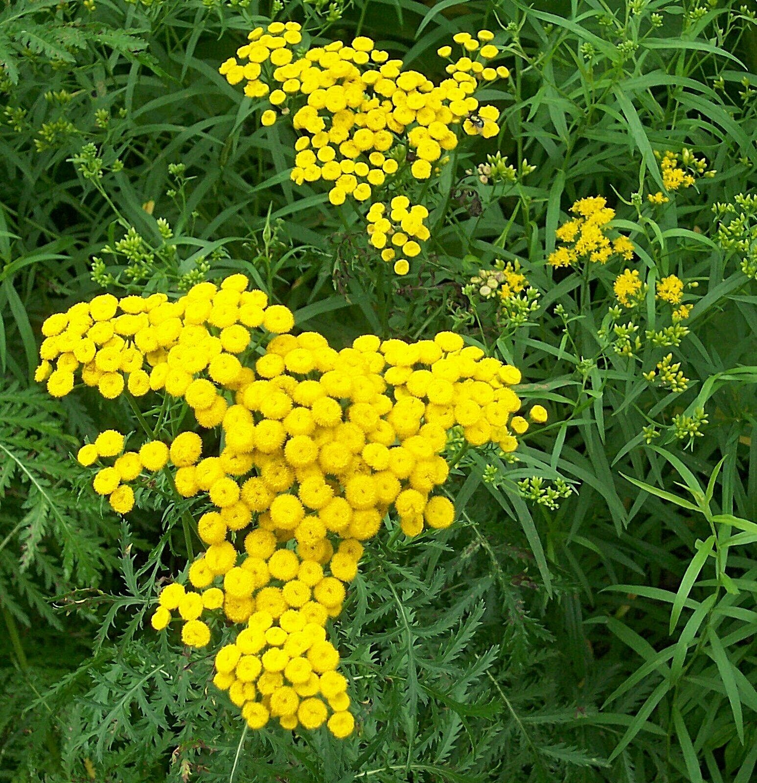 3 Mature Tansy Plants Tanacetum Vulgare Perennial Repellent Medicinal Herb