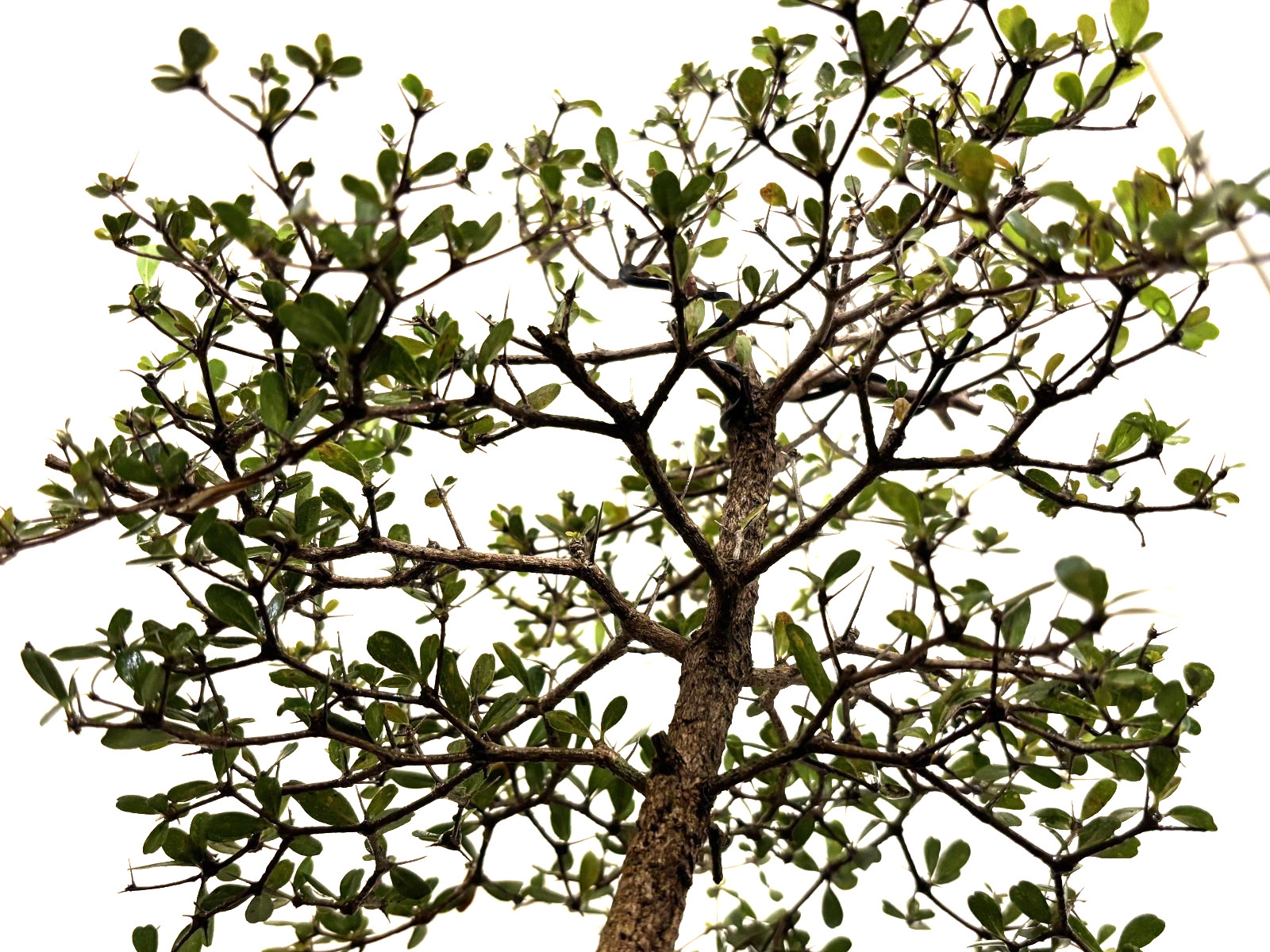 Dwarf Black Olive (Bucida Spinosa) Bonsai – Plant – Kifu Size
