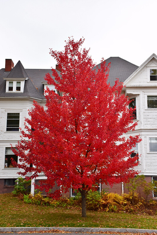 Sun Valley Red Maple Tree – Live Plant – 20-28″ Tall – Gallon Pot – Ships Potted
