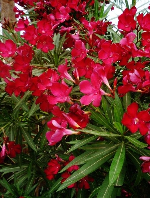 Oleander Nerium Seed Scarlet Red 50 seeds