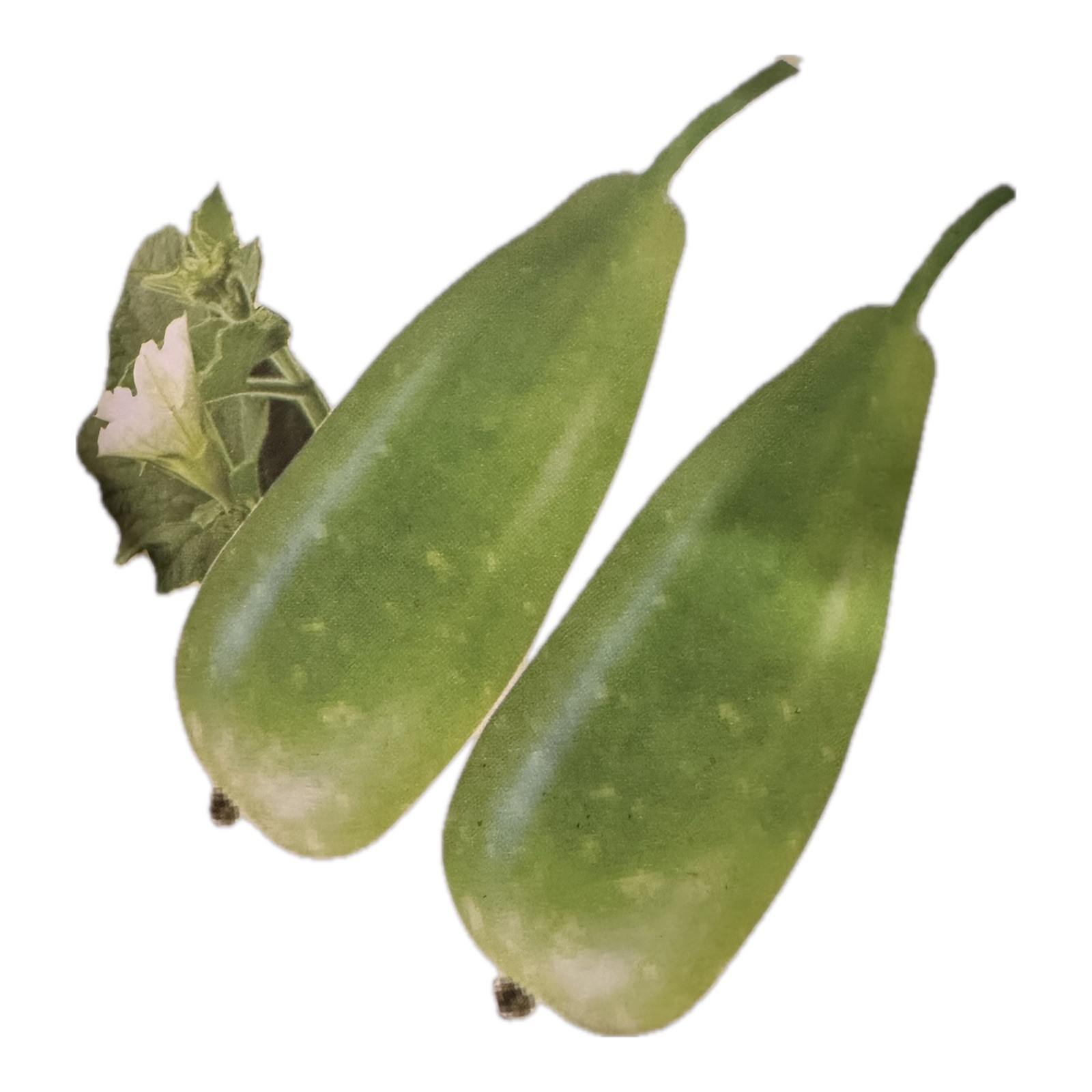 Big Bottle Gourd seeds || Lovely F1 Bangladeshi Lau Seeds || 6 Deshi Lau seeds