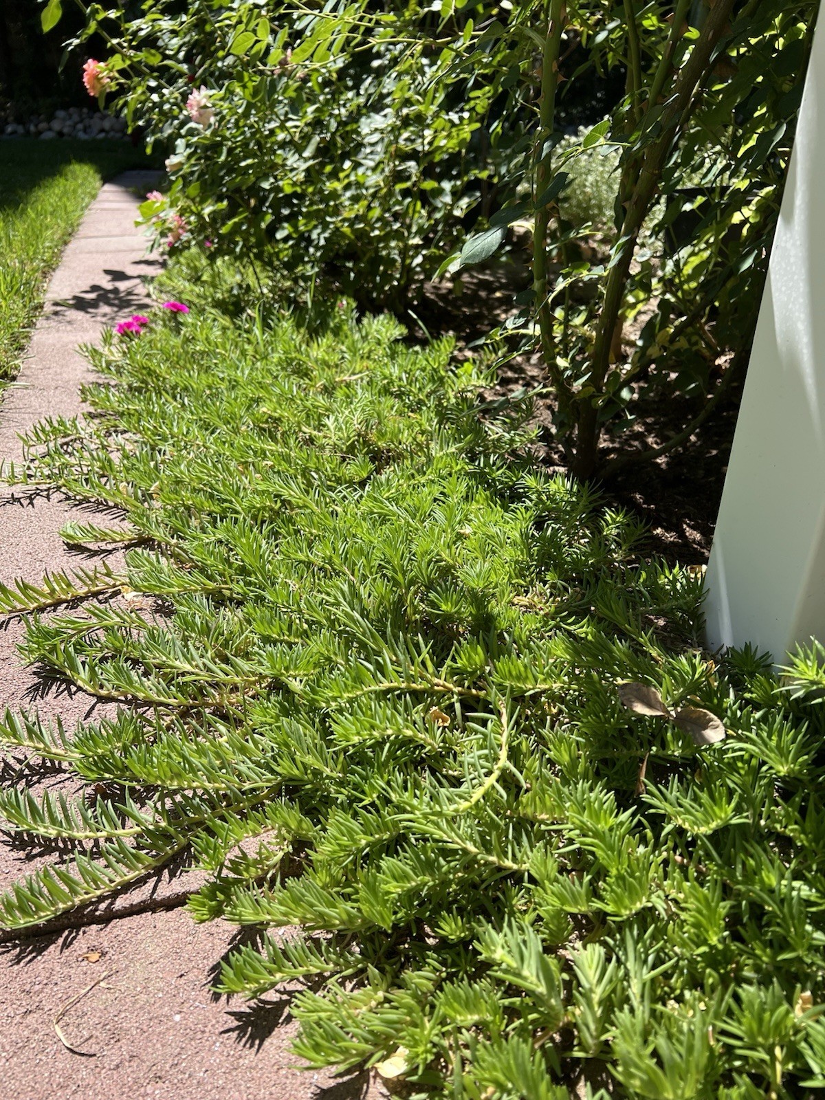 7 Cuttings Magenta Double Massive Bloom – Portulaca Moss Rose – US Seller