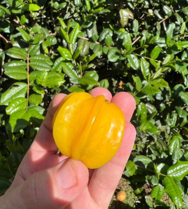 Yellow Surinam Cherry Live Plant – 4-6″ Tall – Fruit Tree for Fresh Eating