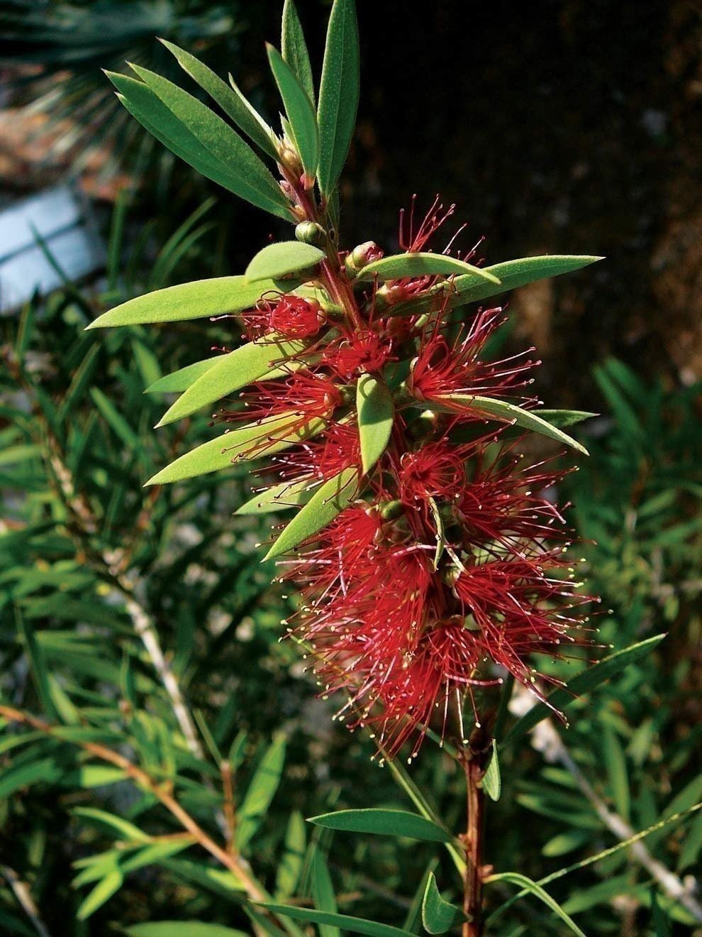 Bottlebrush Red Cluster | 1 Gallon | Callistemon citrinus | Low Maintenance