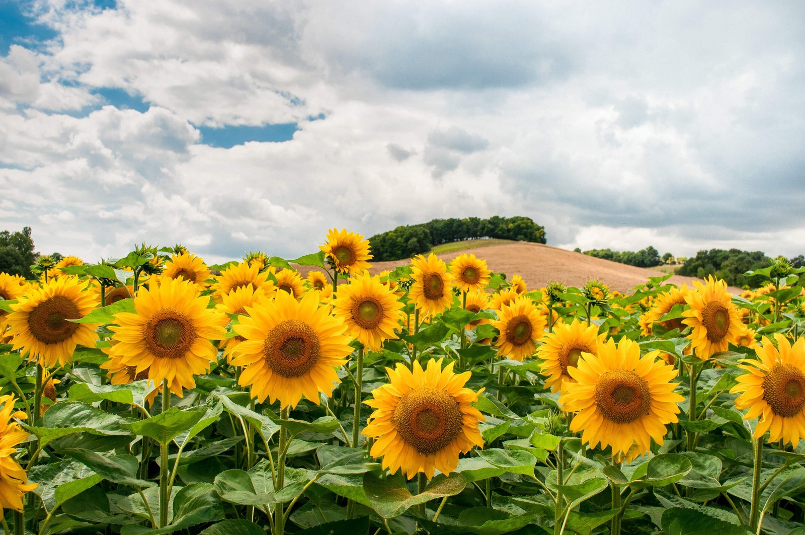 25 EBONY & GOLD SUNFLOWER Helianthus Annuus Flower Seeds