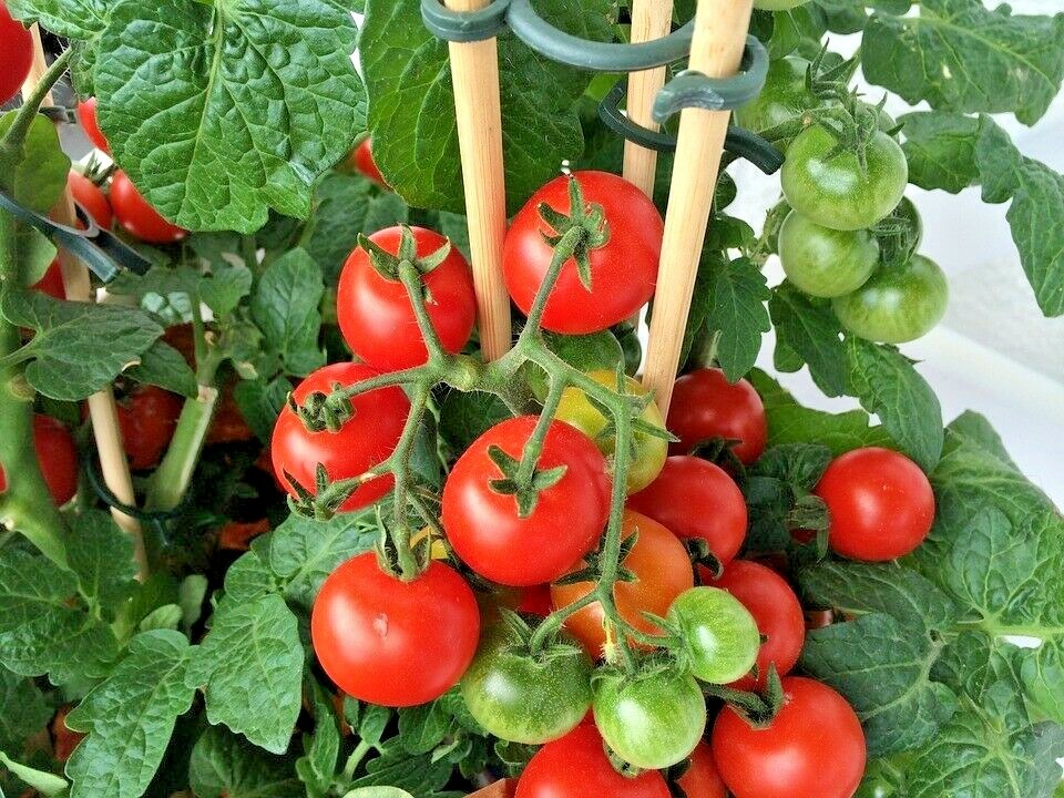 26+Patio BUSH TOMATO Seeds Organic Compact 36″ Plant Vegetable Garden Container