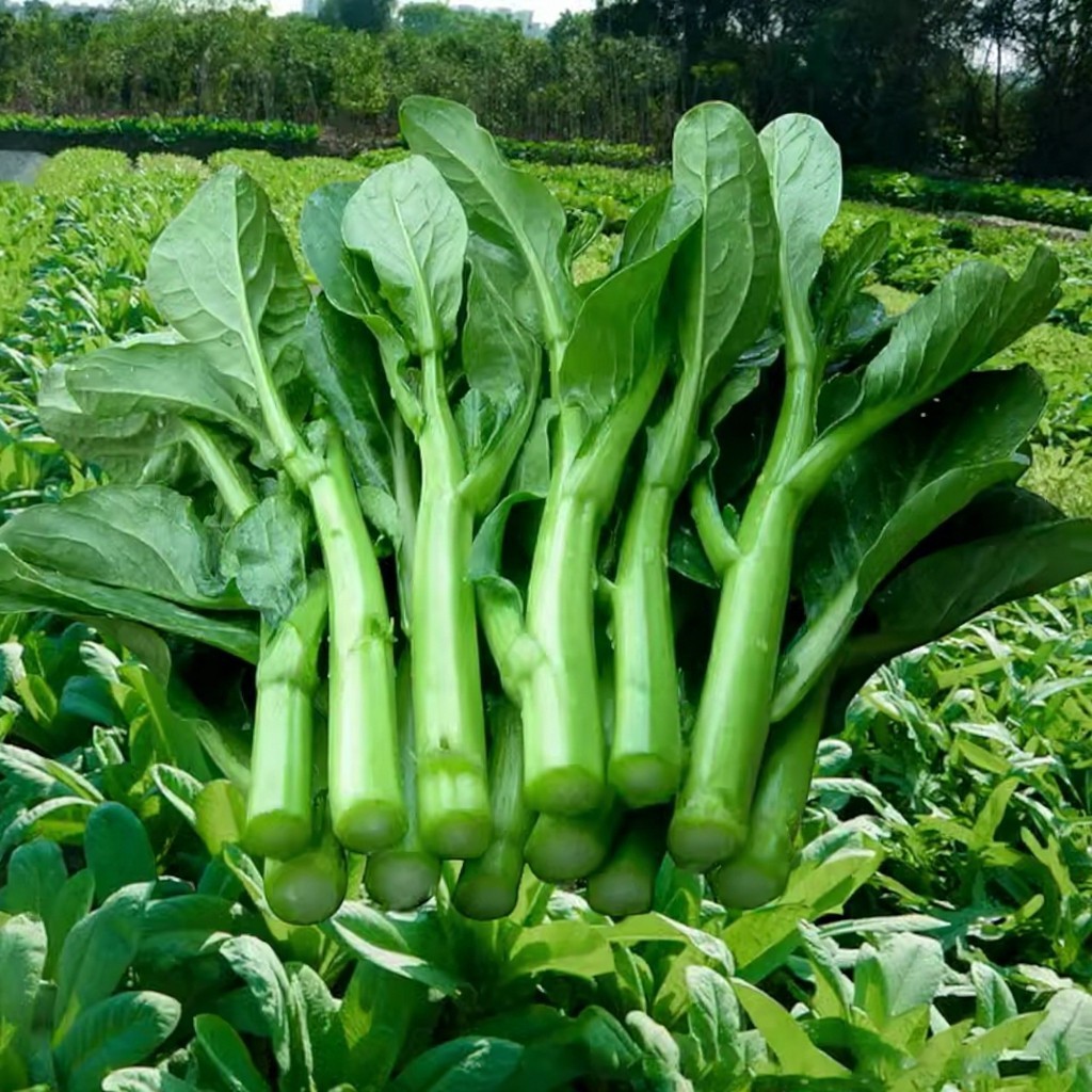1000 Chinese Broccoli Seeds – Gai Lan Fast-Growing Asian Green Vegetable
