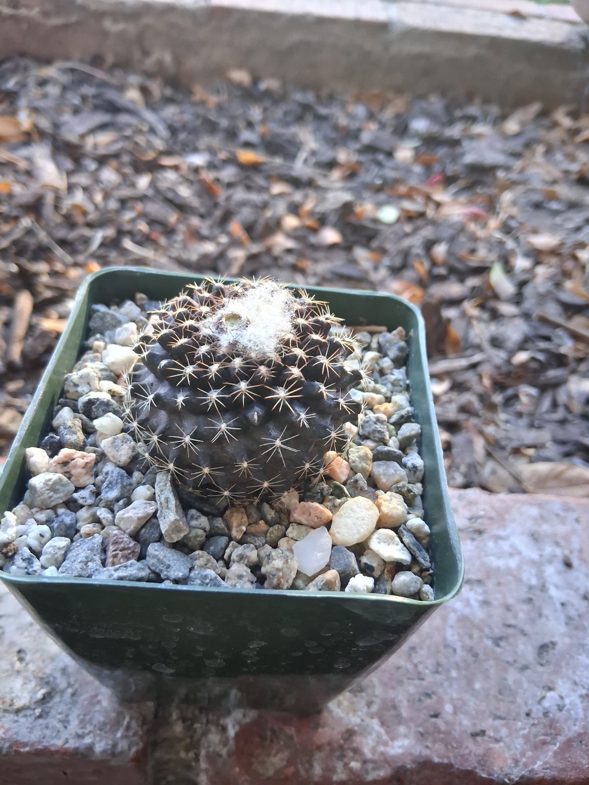 Copiapoa Tenuissima PURPLE Cactus Blooms Yellow Ships In 4″ Pot Just Beautiful
