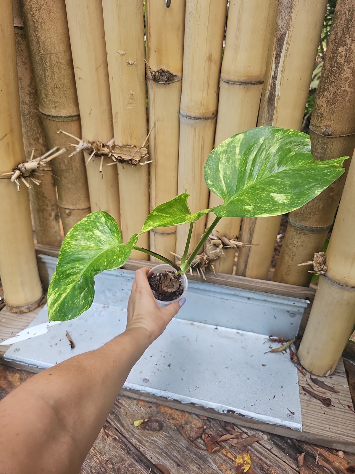 GIANT Variegated Golden Pothos Climbing hawaiian Large TRUNK NOT MONSTERA Mature