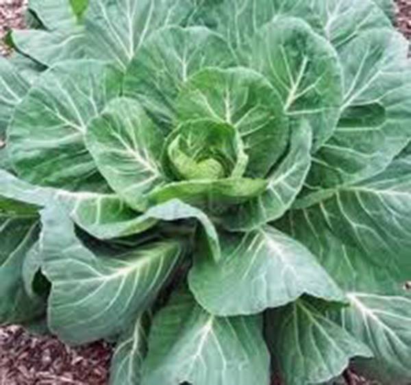 COLLARD GREENS SEED, GEORGIA SOUTHERN, HEIRLOOM, 1000 SEEDS, NON GMO