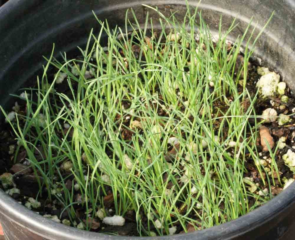 1000 Prairie Junegrass Grass Seeds Koeleria macrantha