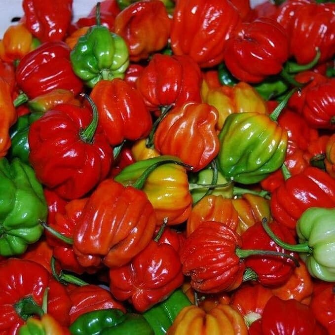 Aji Dulce Cachucha Sweet seasoning pepper popular in Puerto Rico, Latin America